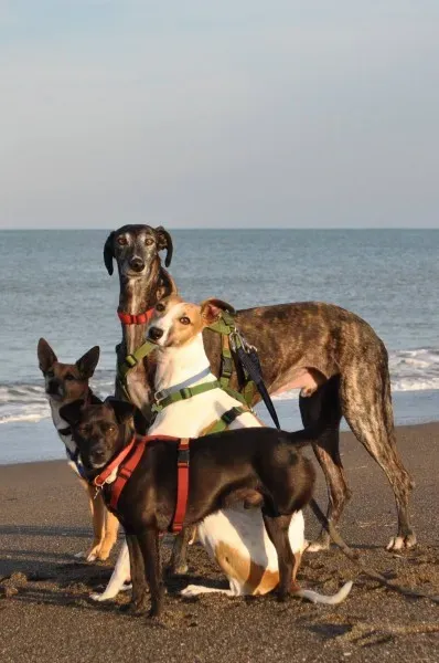 1009545 10204136592566402 7294337664347750500 o