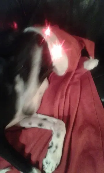 1012137 10207281254903440 4741028646190929894 n