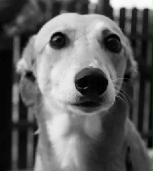 1012857 575319752639074 5022876920954882512 n