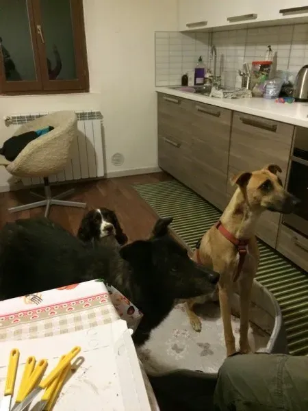 1013861 10206607511213558 3119087869755293339 n