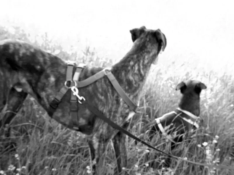 10150592 661393673921808 3479028246944120387 n1