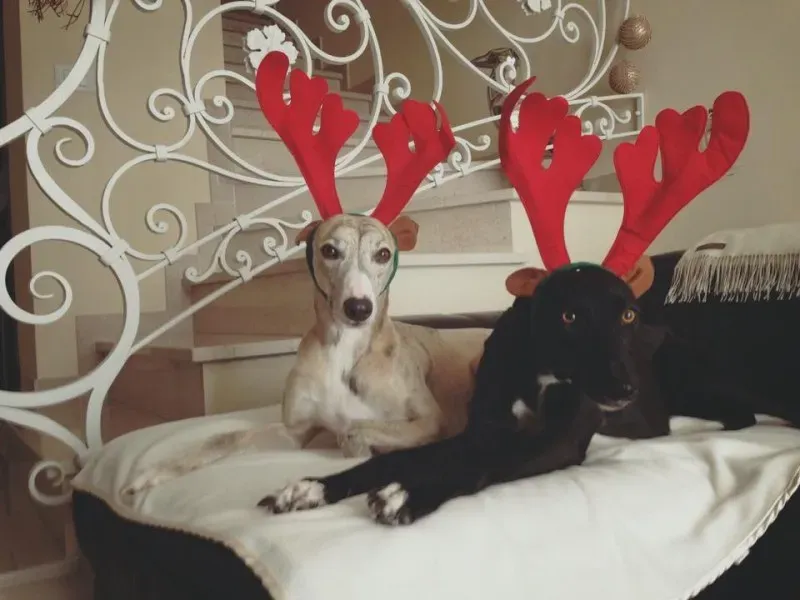 10152014 10206922279168564 7676774949029666708 n