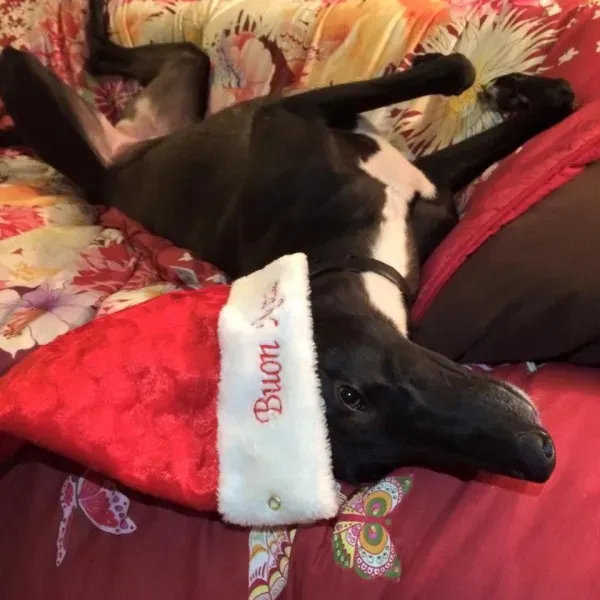 10152041 10207222318735203 5143741057762771159 n