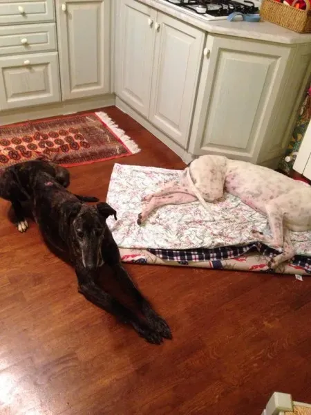 10155171 10202155351017663 1553513978 n