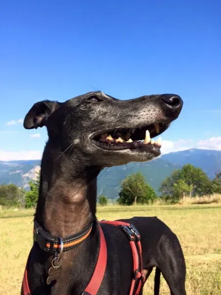 10156126 10153400690698069 5416753448382685759 n