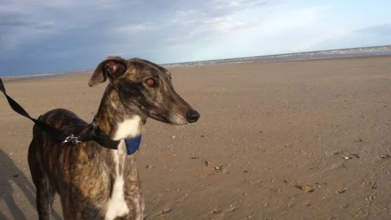 10157316 570625853035212 4172645430474655515 n