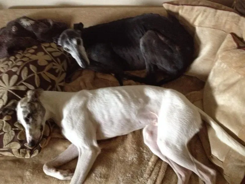 10171626 10203607429760168 706484807544319513 n