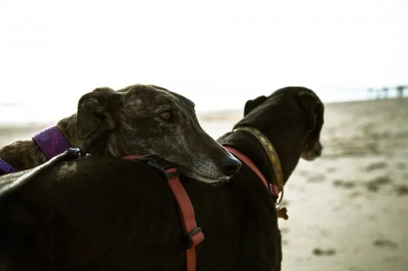 10174963 737552753009187 109374668269037300 n