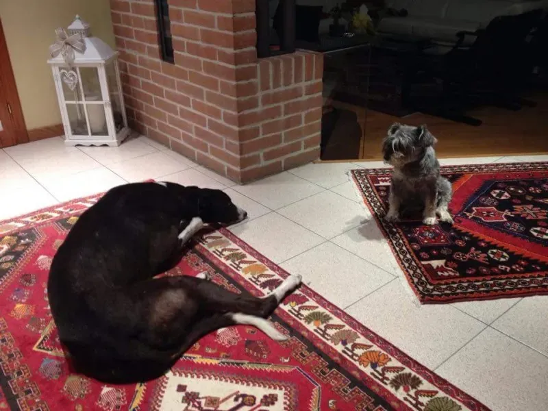 10250303 451003791736232 3487059148759342693 n