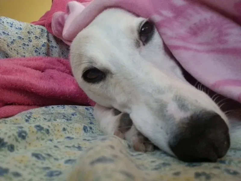 10253940 10203972533582531 7576385788108800402 n