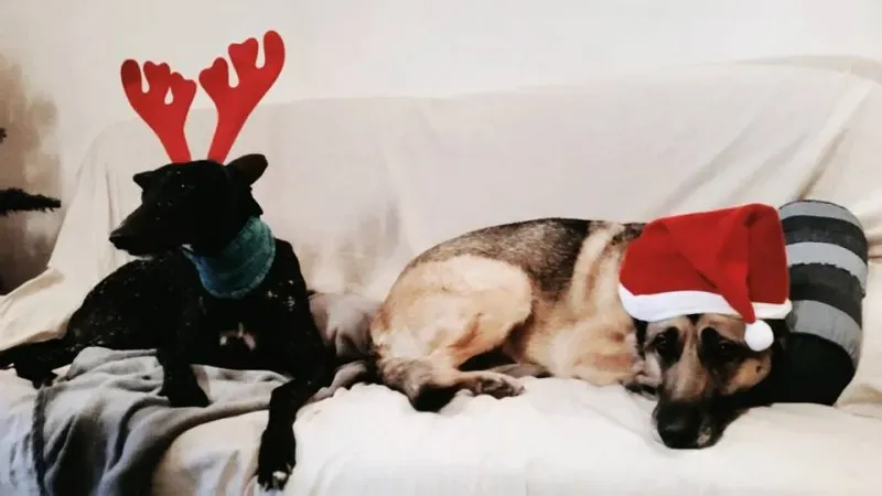 10256825 10208373107990046 4248159360558418887 n