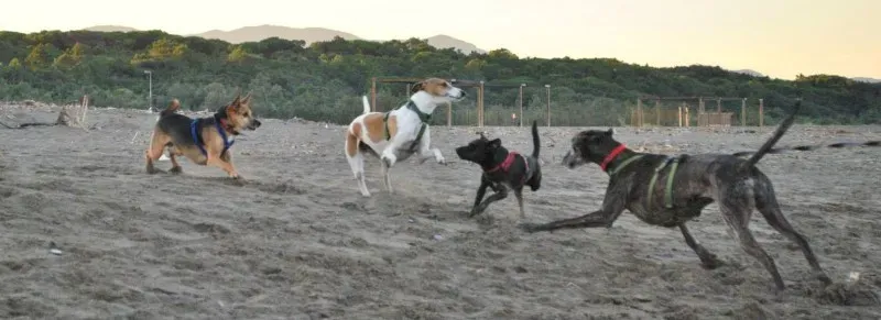 10257104 10204138704579201 6349453552045187027 o