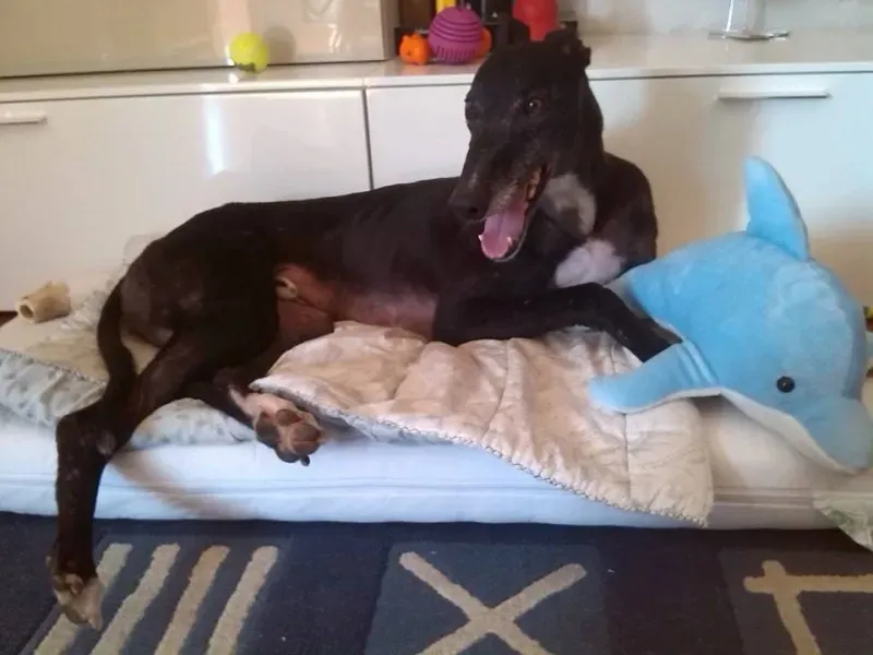 10264486 786101488125170 2159909502254542127 n