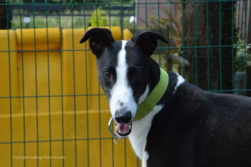 10268428 570180416423604 6202934188338587695 n