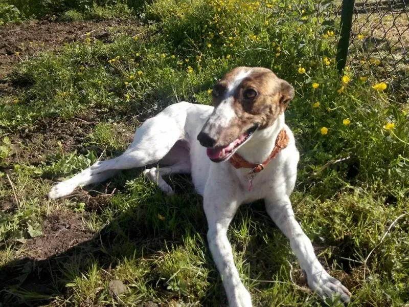 10268690 233070103554446 6422598924265396865 n