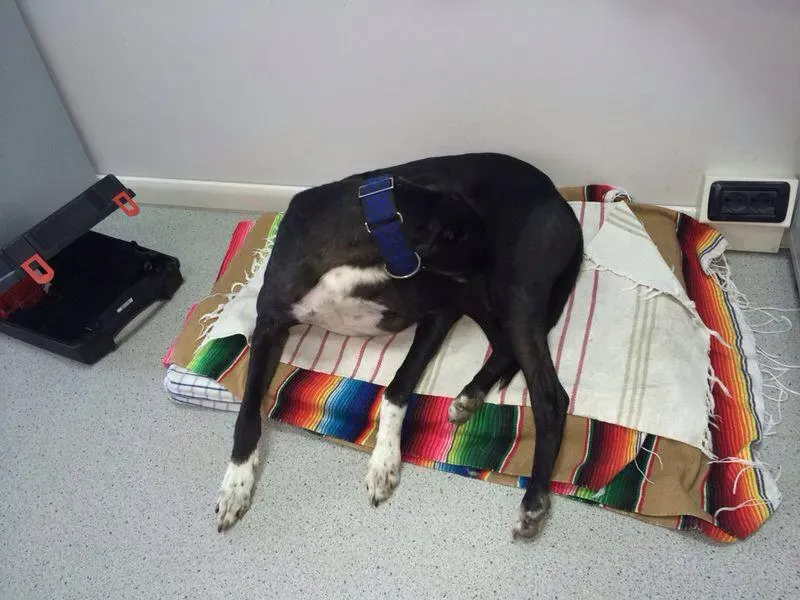 10294276 789936827691040 692563855936181380 n