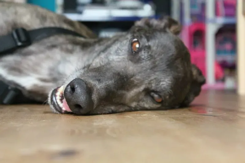 10301954 837751596308697 5499435260026409731 n