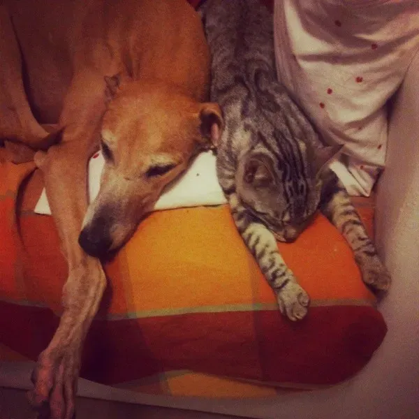 10302329 775562202527637 2204204608090619575 n