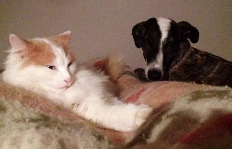 10302353 775562495860941 7498078649676491029 n