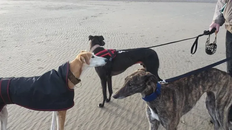 10305047 570626036368527 6200160243986303356 n