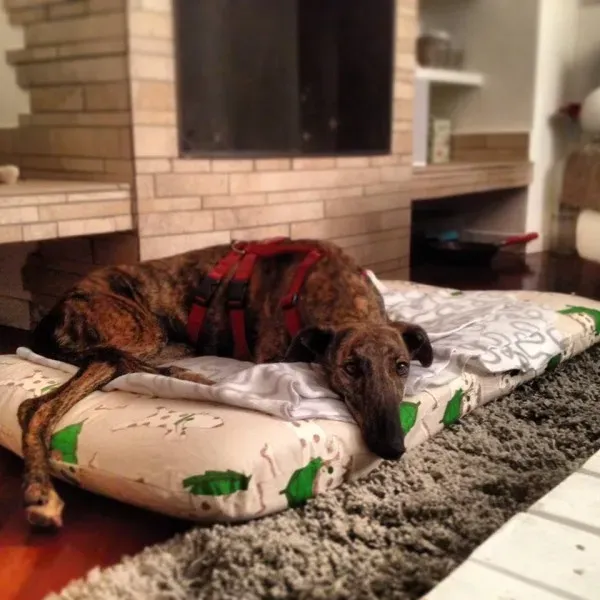 10314589 630153047070487 377867677192993813 n