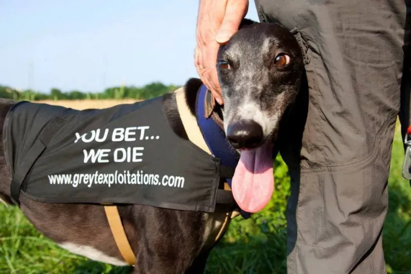 10325320 10200887182341500 7467444207592468 n