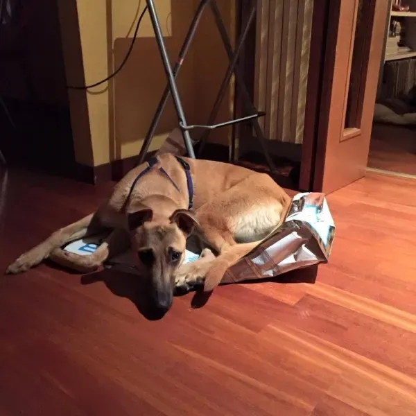 10325525 764956460254878 8161941665835753708 n