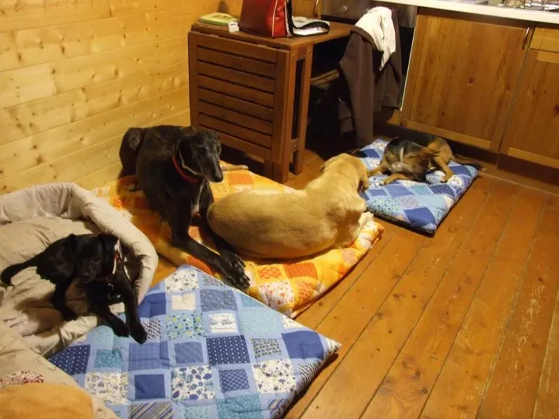 10338251 10203442584096624 2420456362608643832 n