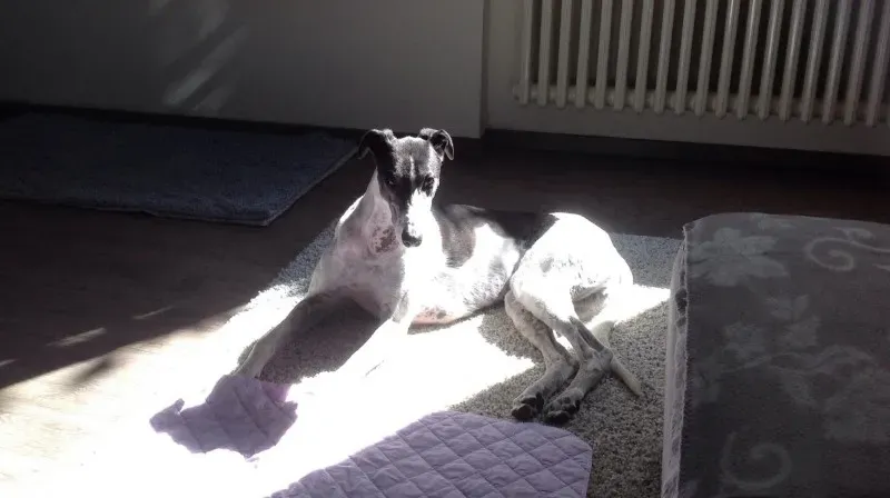 10339415 10203289143822206 4248183977433871085 o