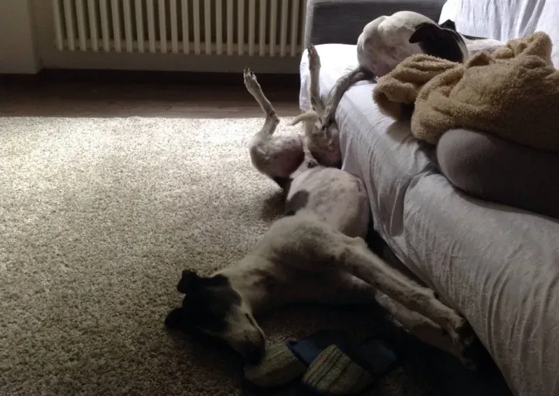 10344233 10203050127526948 2182323472454619611 o