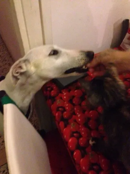 10366152 775562299194294 1628893355814416215 n