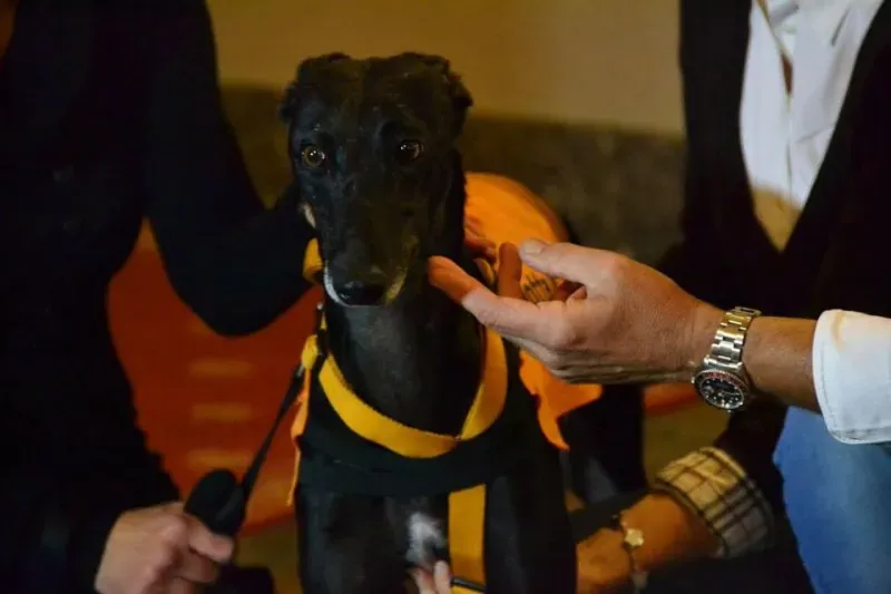 10374527 730087703741754 5715186497040156013 n