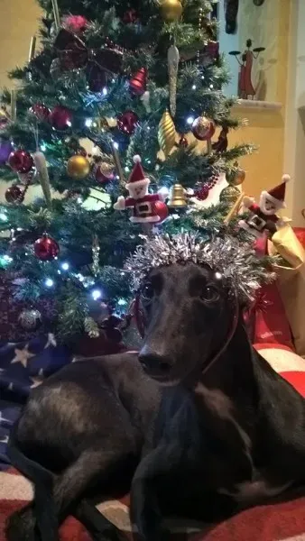 10375095 1662049730729896 5701685603560816398 n