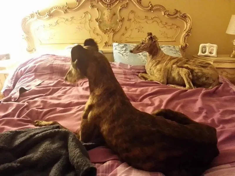 10386363 1547430805513757 4658800306892946655 n