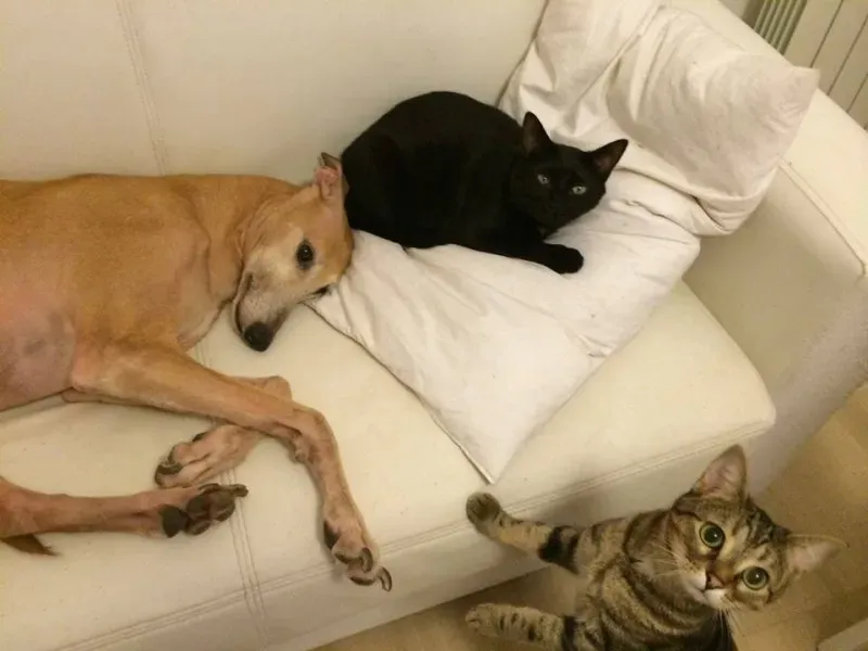 10390319 775562429194281 6647624605503289613 n