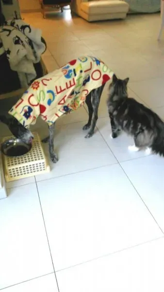 10392056 985356174881571 8191833972888211358 n