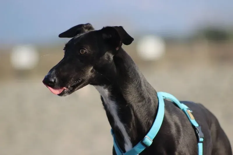 10392151 577113099123880 7716757482034560659 n