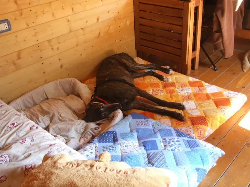 10393685 10203442584016622 2738152330738900592 n