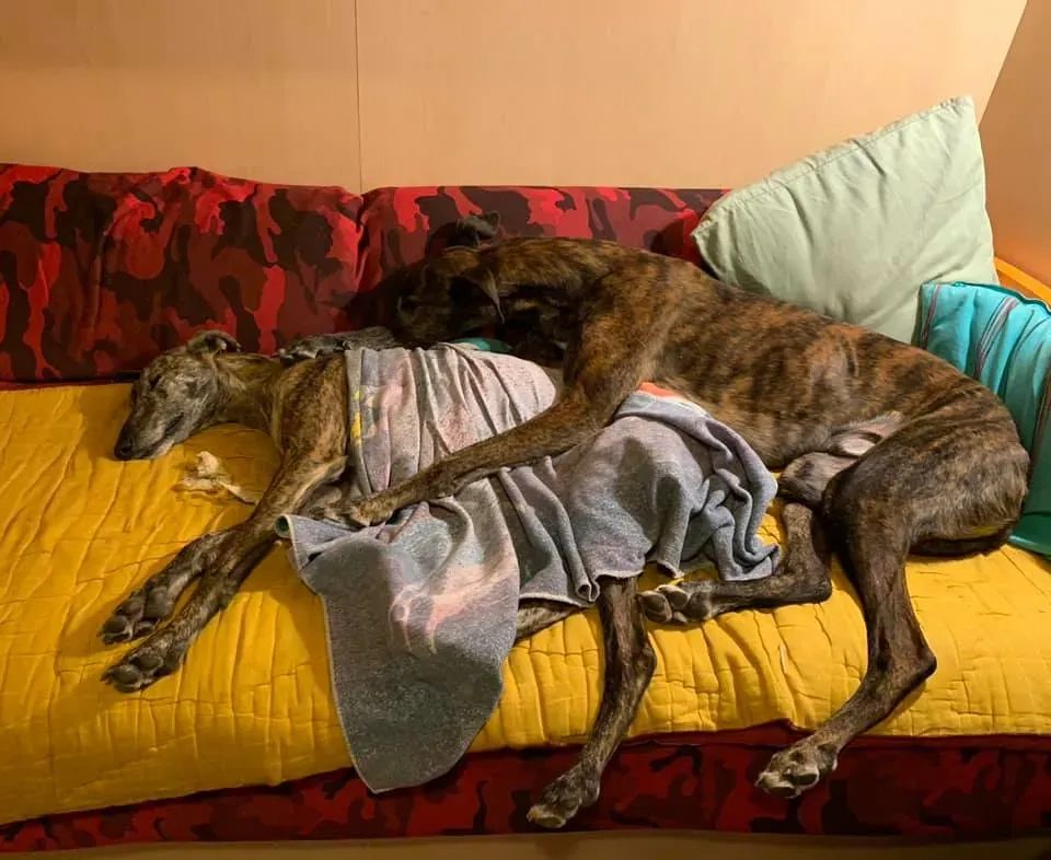 104184946 10220534449744392 6094152597651772706 n