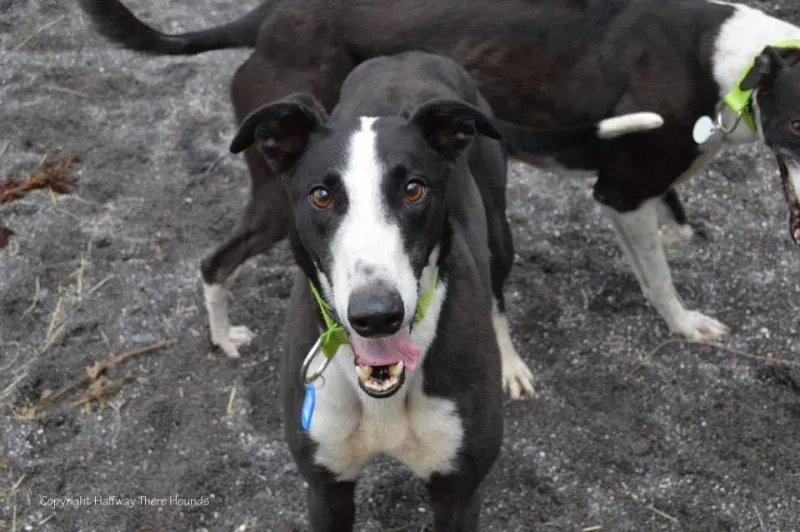 10421434 557320767709569 698959202667260531 n