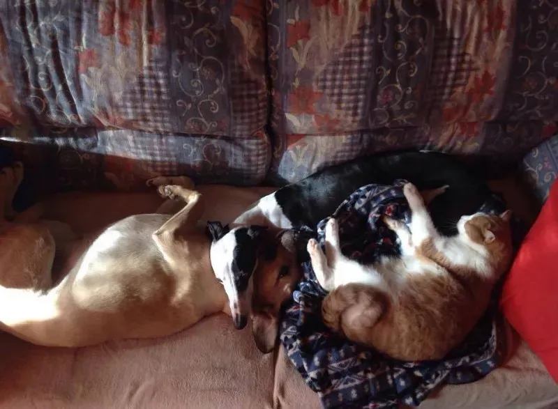 10423733 775562185860972 1550225253935394797 n