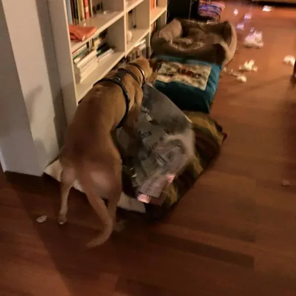 10427308 764956590254865 2169579832610399951 n