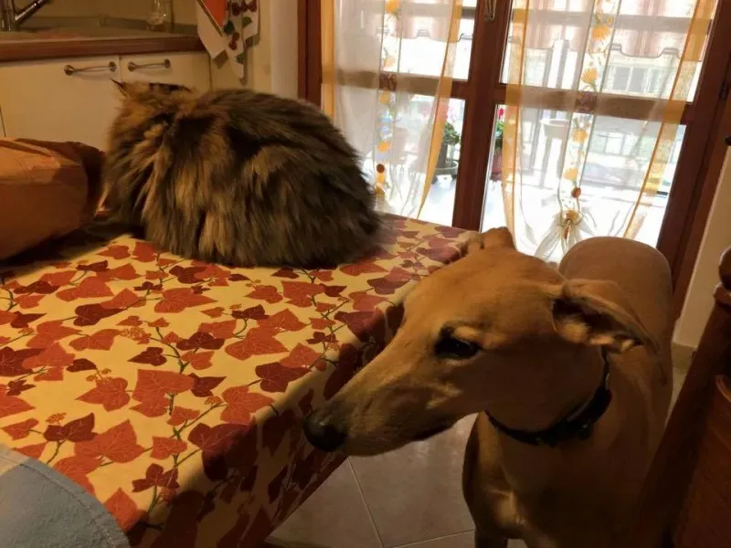 10428422 775564445860746 7767860166664079317 n