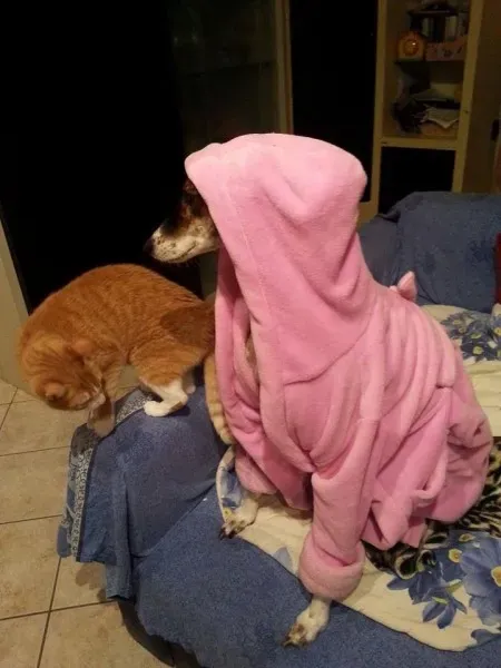 10431449 783759645041226 1075967251224521167 n