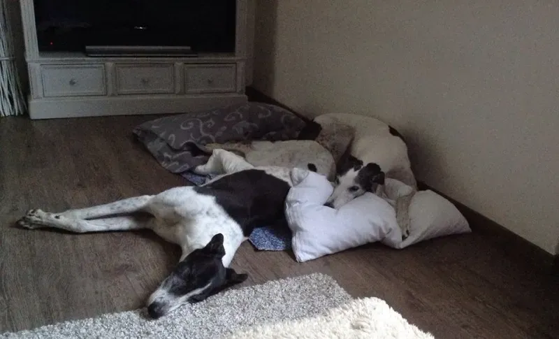 1043960 10202724898356422 1461382689 n