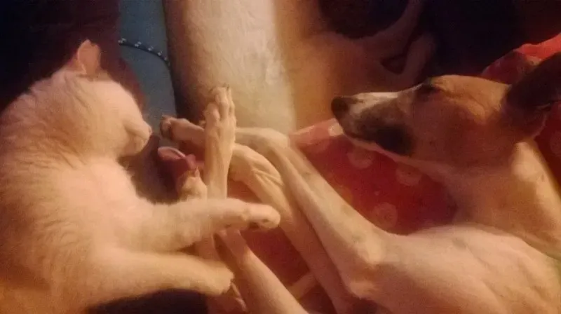 10441205 732099333517908 1490292665396874441 n