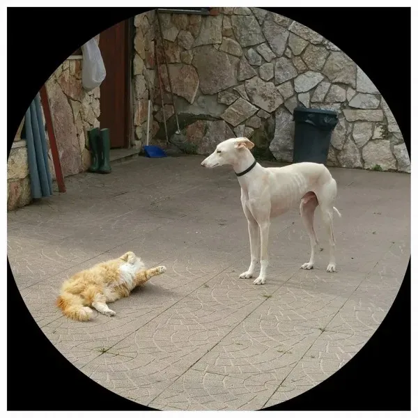 1044438 985356241548231 2531045388434758714 n