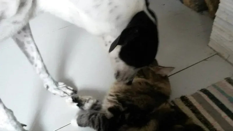 10451650 757590590991465 7500602373537026781 n