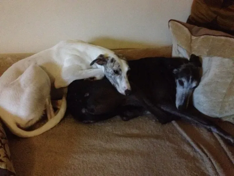 10451781 10203607431320207 2968569357169908012 n