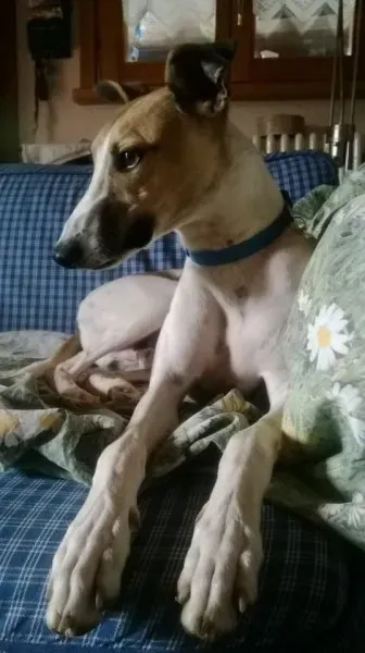 10474764 703174116410430 526595633725134725 n